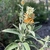 Shoot with gray green leaves & terminal spikes of orange flowers