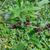 Buddleja alternifolia