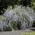 Buddleja alternifolia form