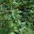 Buddleja alternifolia leaves