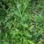 Buddleja alternifolia leaves