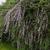 Buddleja alternifolia (fountain butterfly bush)