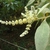flower and leaves
