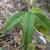Leaves with crenate margins.