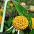 leaves, stems and flower