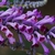 Buddleja lindleyana