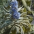Detail of purp;e cluster of flowers
