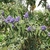 Fub in flowerorm of shr