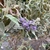 Leafy shoot bearing small lavender flowers at its tip.