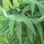 Leaf detail