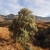 Form growing in its native South Africa