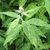 Mottled green leaves of 'Flight's Fancy'
