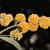 Buddleja x weyeriana