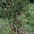 Form of shrub 'Golden Glow'