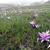Bulbocodium vernum