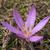 Bulbocodium vernum