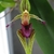 Purple Orchid flower detail