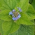 Flower buds