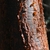Papery, peeling red bark.
