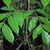 Two pinnately compound leaves with glossy leaflets.