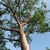 Tree with reddish bark against the sky.