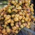cluster of large, yellow fruits