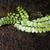 Butter Fern
