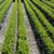 Buxus 'Green Gem'