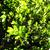 Buxus Microphylla 'Japonica'