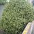 Buxus Sempervirens