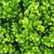 Buxus 'Green Gem'