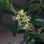 Buxus harlandii