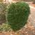 Buxus harlandii