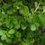 Buxus microphylla