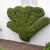 Buxus microphylla