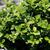 Buxus microphylla 'Green Pillow'