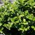 Buxus microphylla