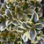 Buxus microphylla var. japonica 'Borderline'