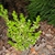 Buxus microphylla var. japonica 'Borderline'