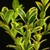 Green leaves with white margins