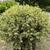 Buxus sempervirens 'Aureovariegata'