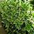 Buxus sempervirens 'Elegantissima'