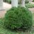 Buxus 'Green Velvet'
