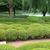 Buxus sinica insularis pruned