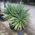Yucca-like plant in a pot.