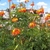 Flowers and bean seed pods