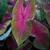 Caladium bicolor