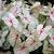 Caladium bicolor