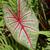 Caladium bicolor