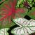 Caladium bicolor